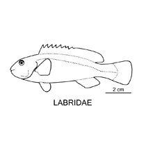 Line drawing of labridae